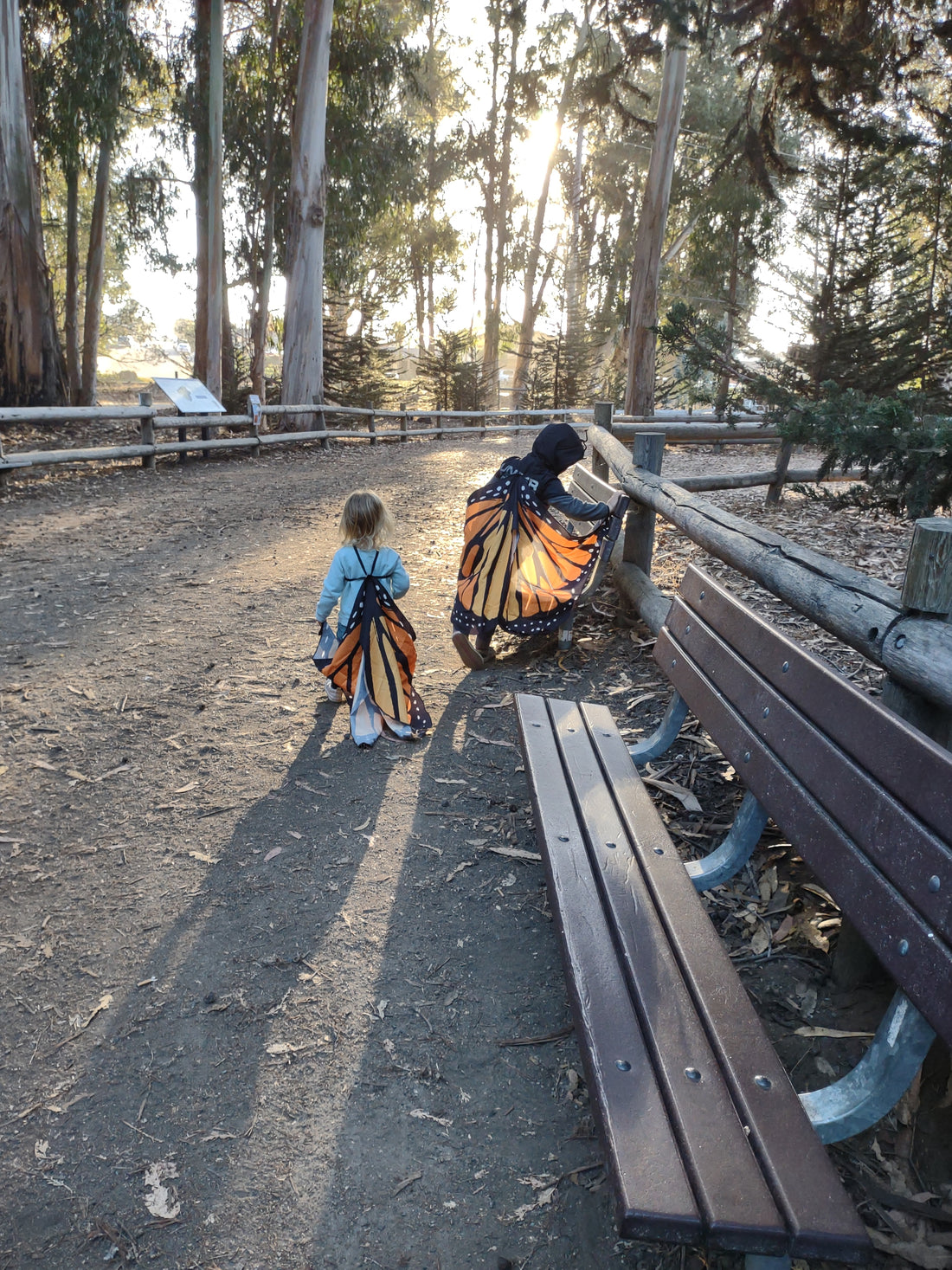 Monarch butterflies at the Pismo State Beach Monarch Grove 🦋