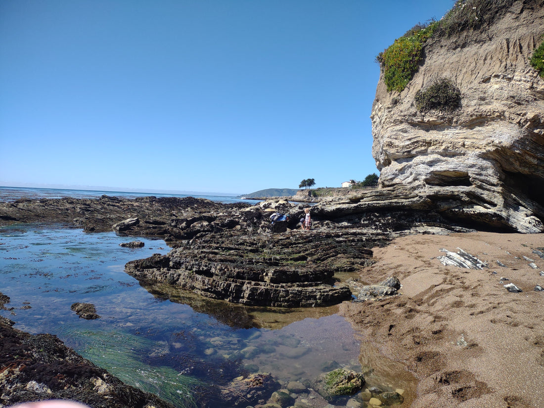 Tide pooling at Shell Beach 🏖️ (part of Pismo Beach!)
