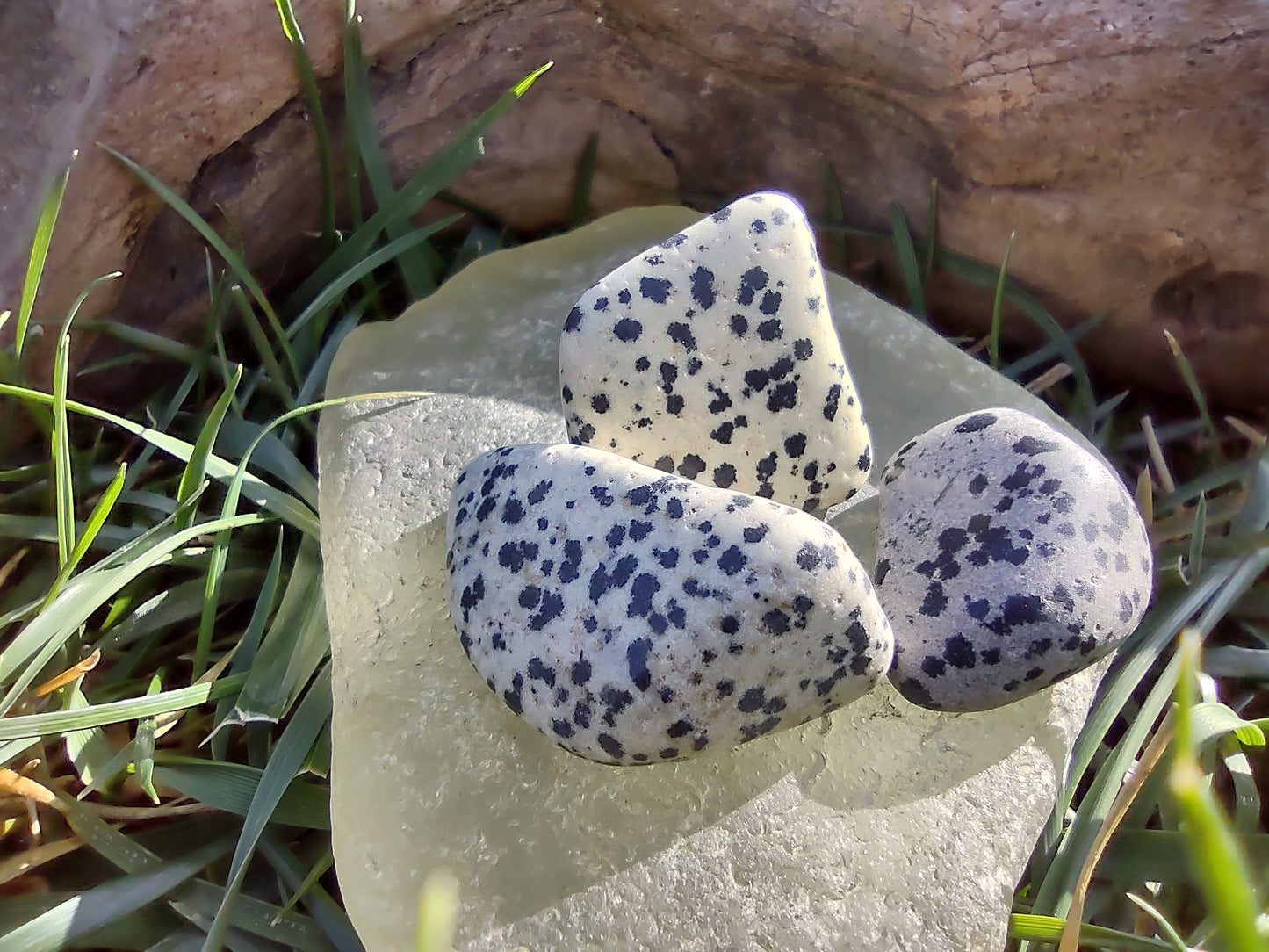 Dalmatian Jasper (Rocko's Tumbled Stones)
